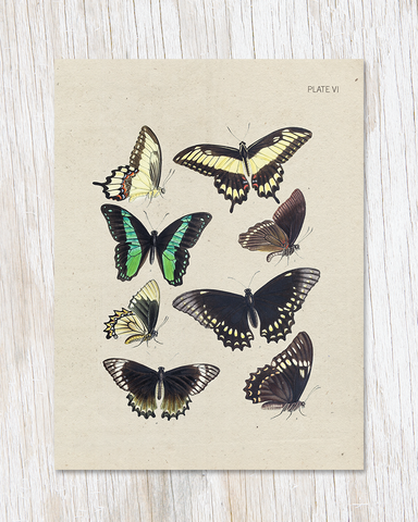 Butterfly Collection Specimen