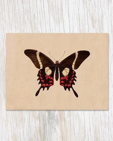 Specimen B Butterfly Illustration