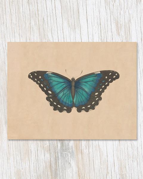Specimen C Butterfly Illustration